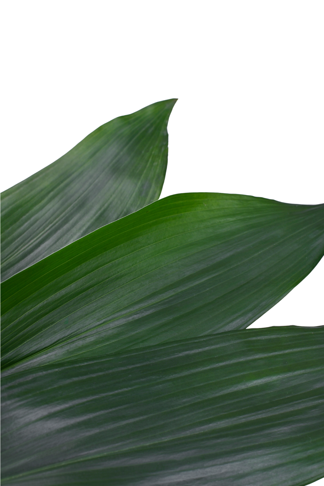 ASPIDISTRA (10 ST) - Image 3