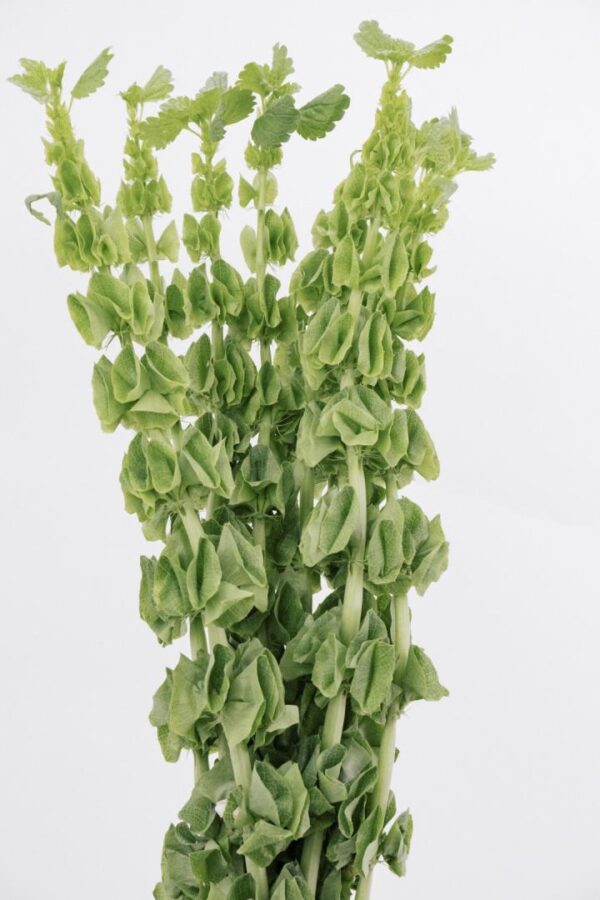 BELLS OF IRELAND (8-10 STEM)