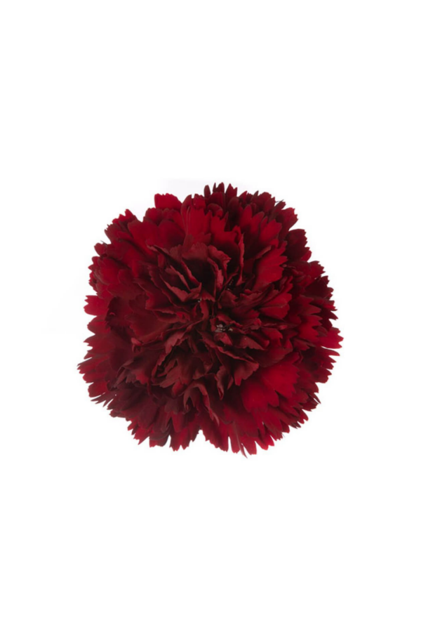 CARNATION, FANCY - BURGUNDY - Image 2