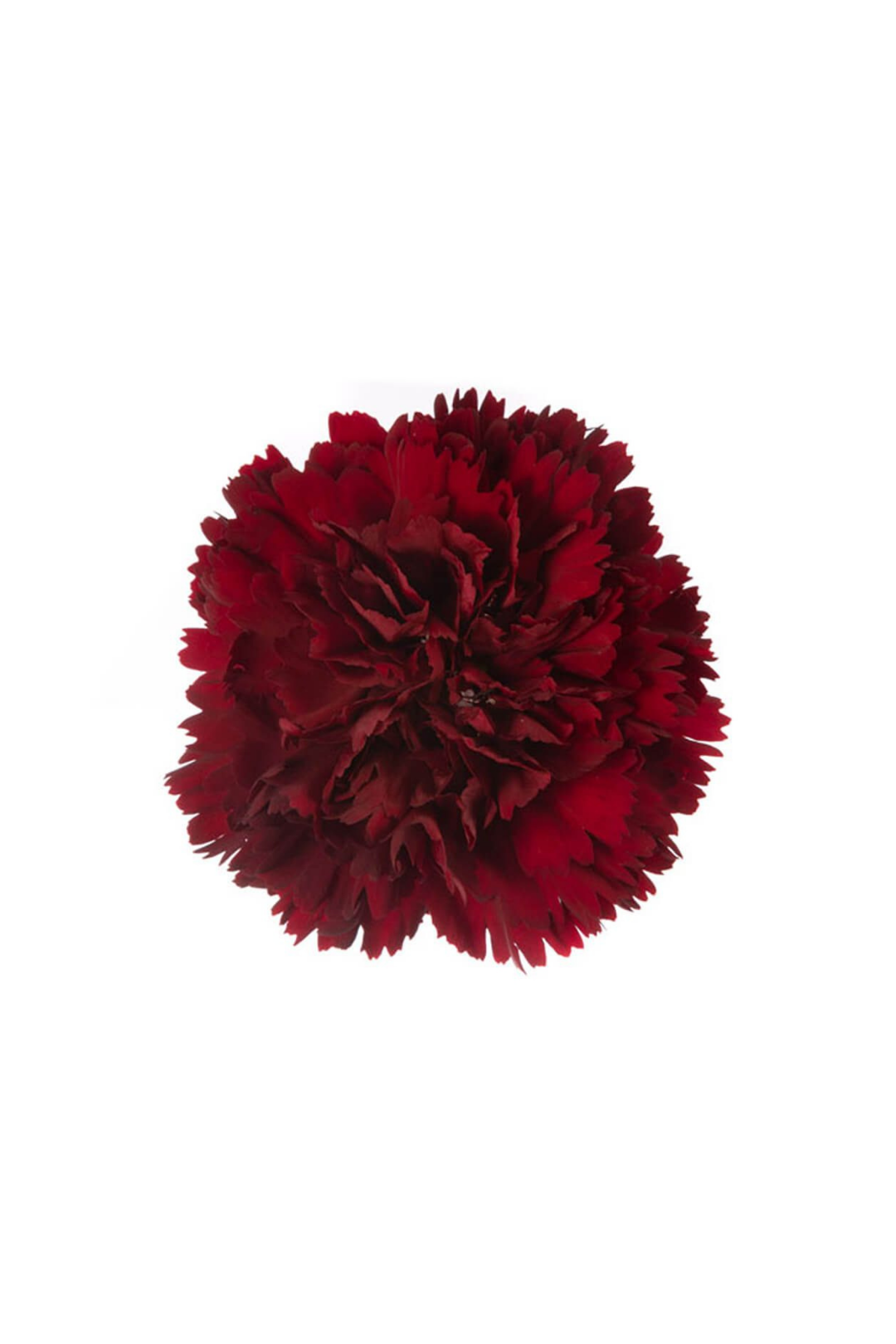 CARNATION, FANCY - BURGUNDY - Image 2