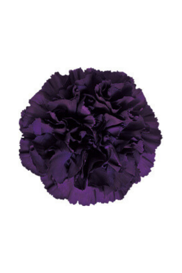 CARNATION, FLORIGENE "MOONVISTA" - Image 2