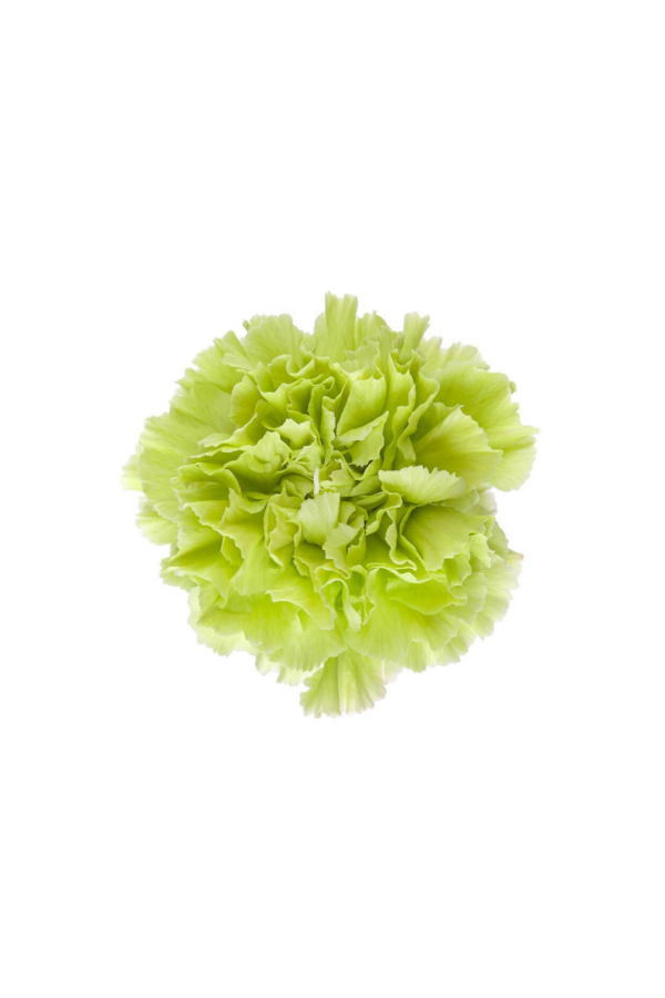 CARNATION, FANCY - GREEN - Image 2