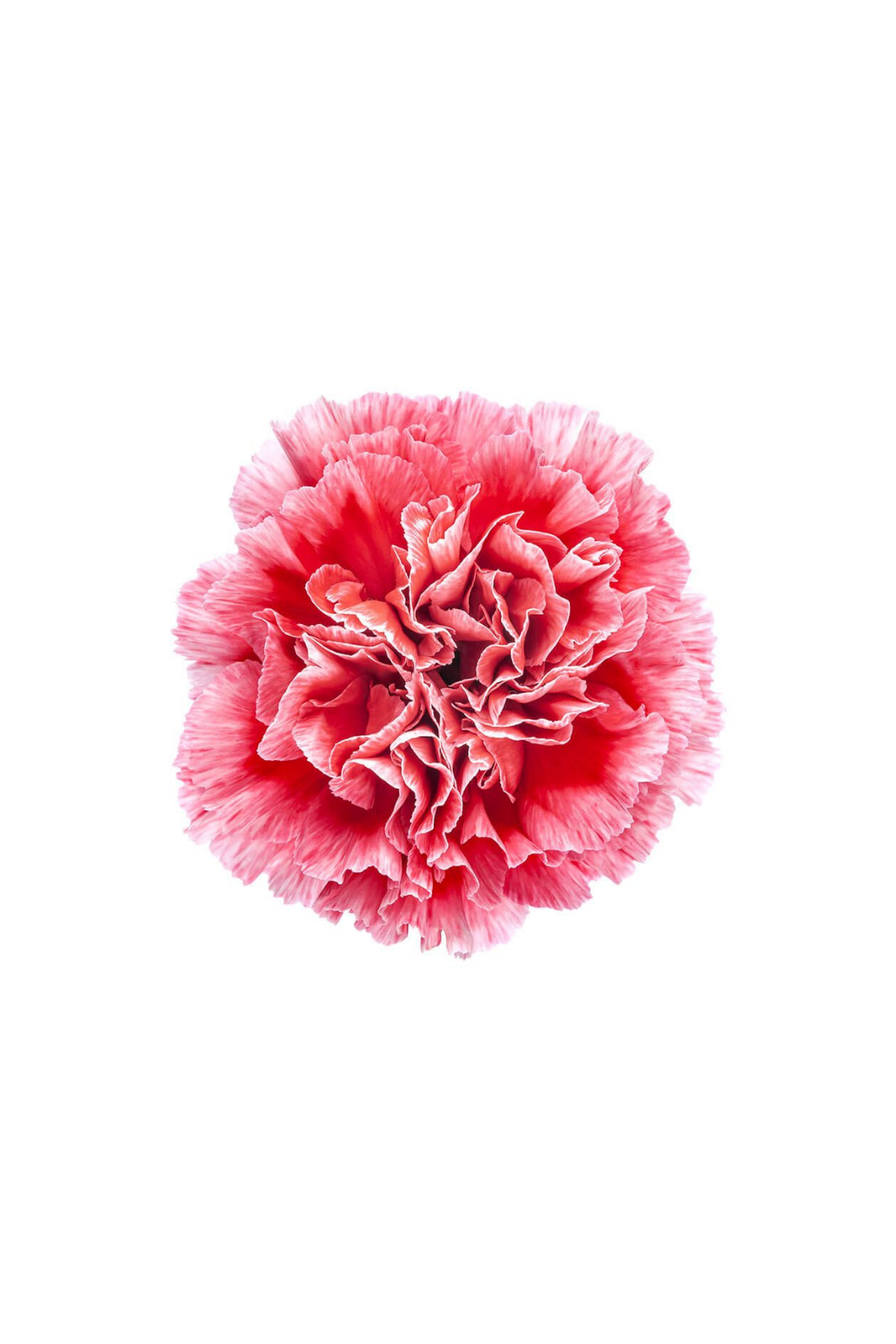 CARNATION, FANCY - NOVELTY - Image 2