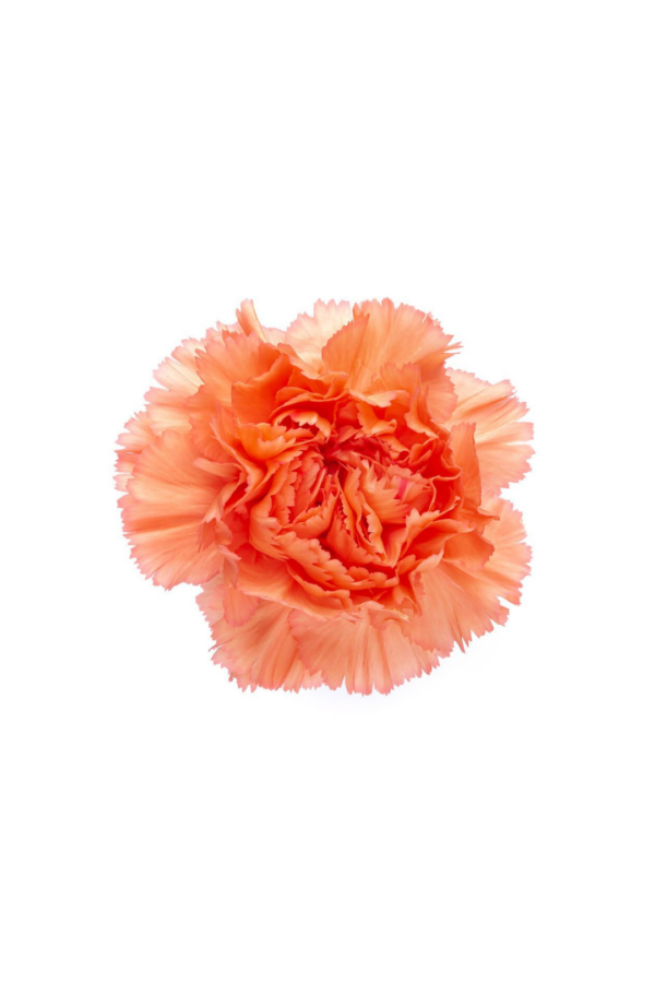 CARNATION, FANCY - ORANGE - Image 2
