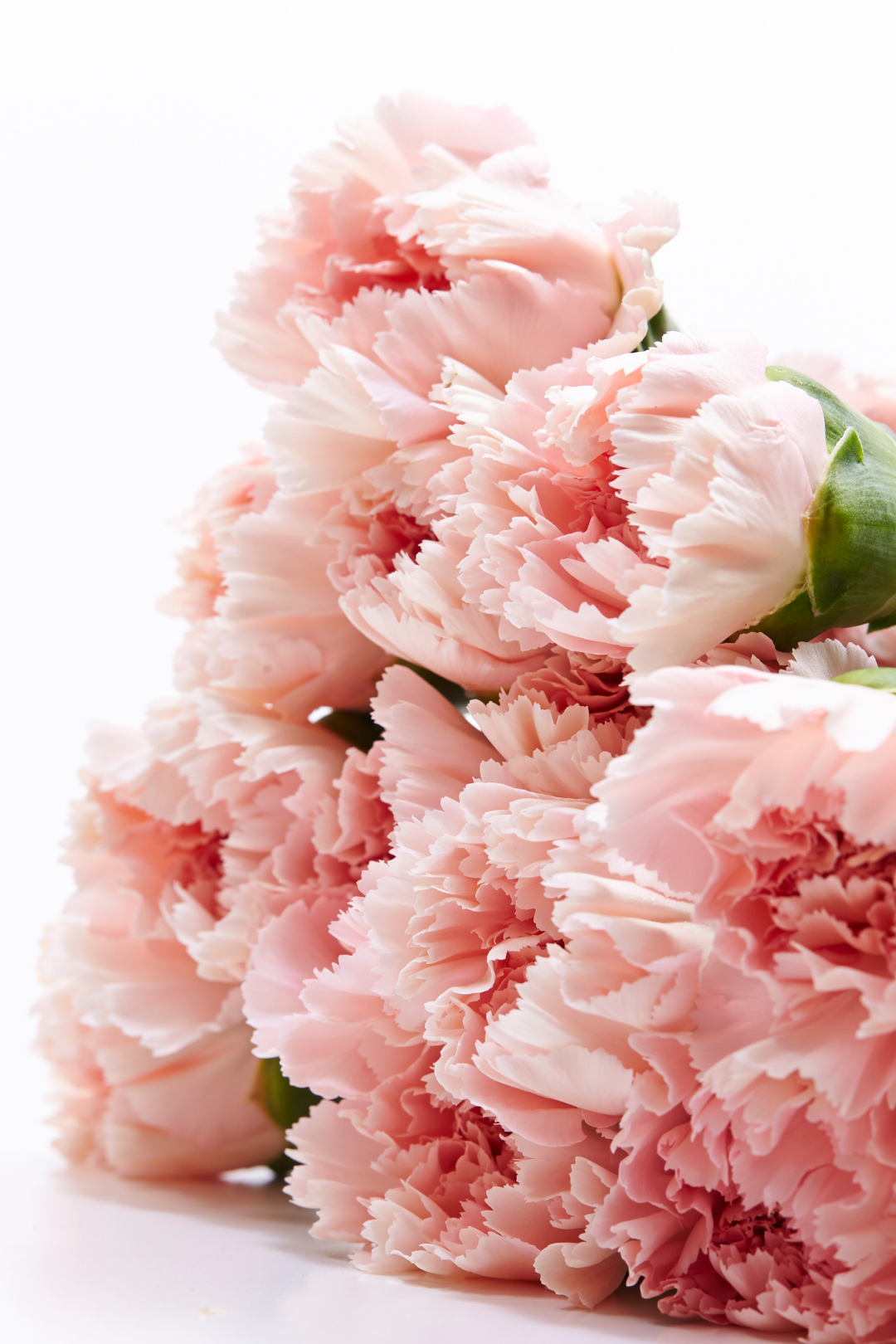 CARNATION, FANCY - PEACH - Image 2