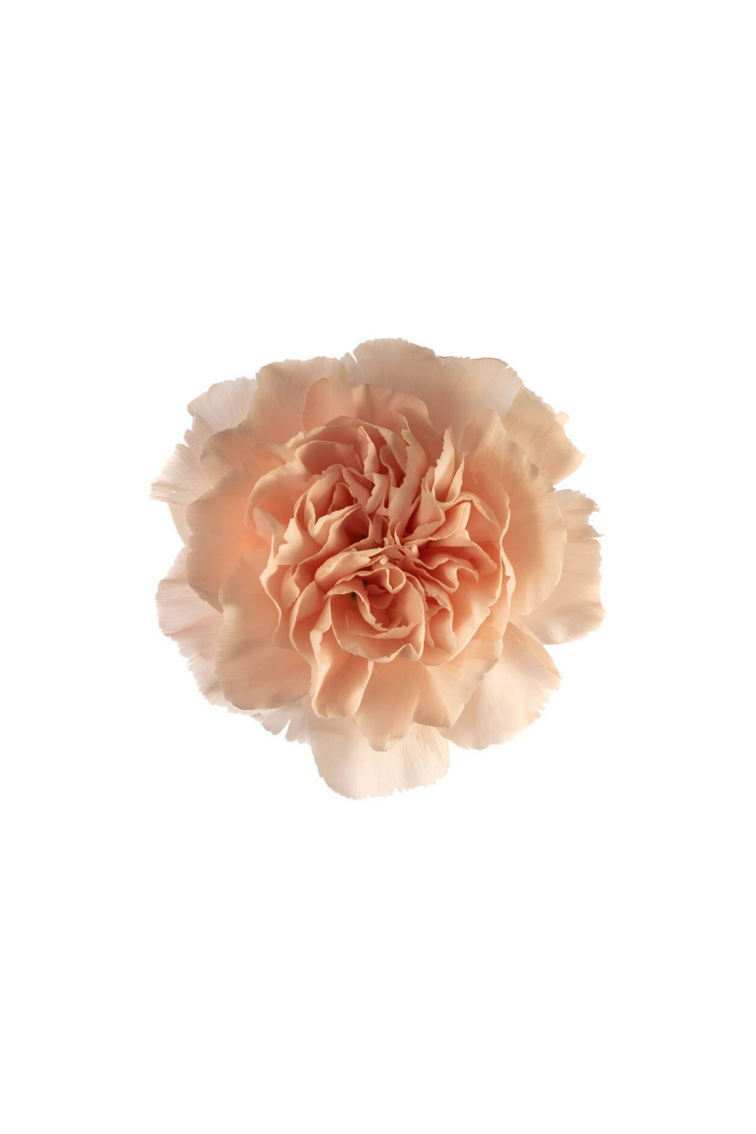 CARNATION, FANCY - PEACH - Image 3