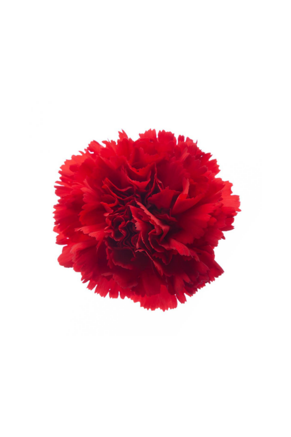 CARNATION, FANCY - RED - Image 2