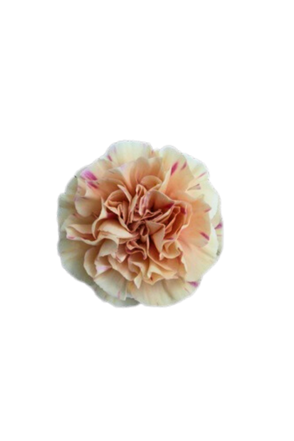 CARNATION, VINTAGE "APPLE TEA" - Image 2