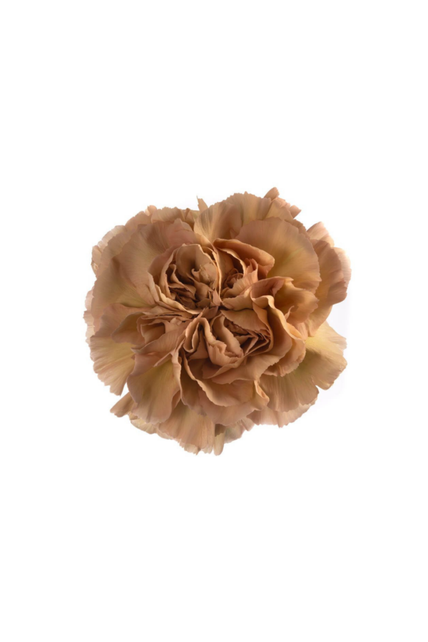 CARNATION, VINTAGE - CARAMEL - Image 2