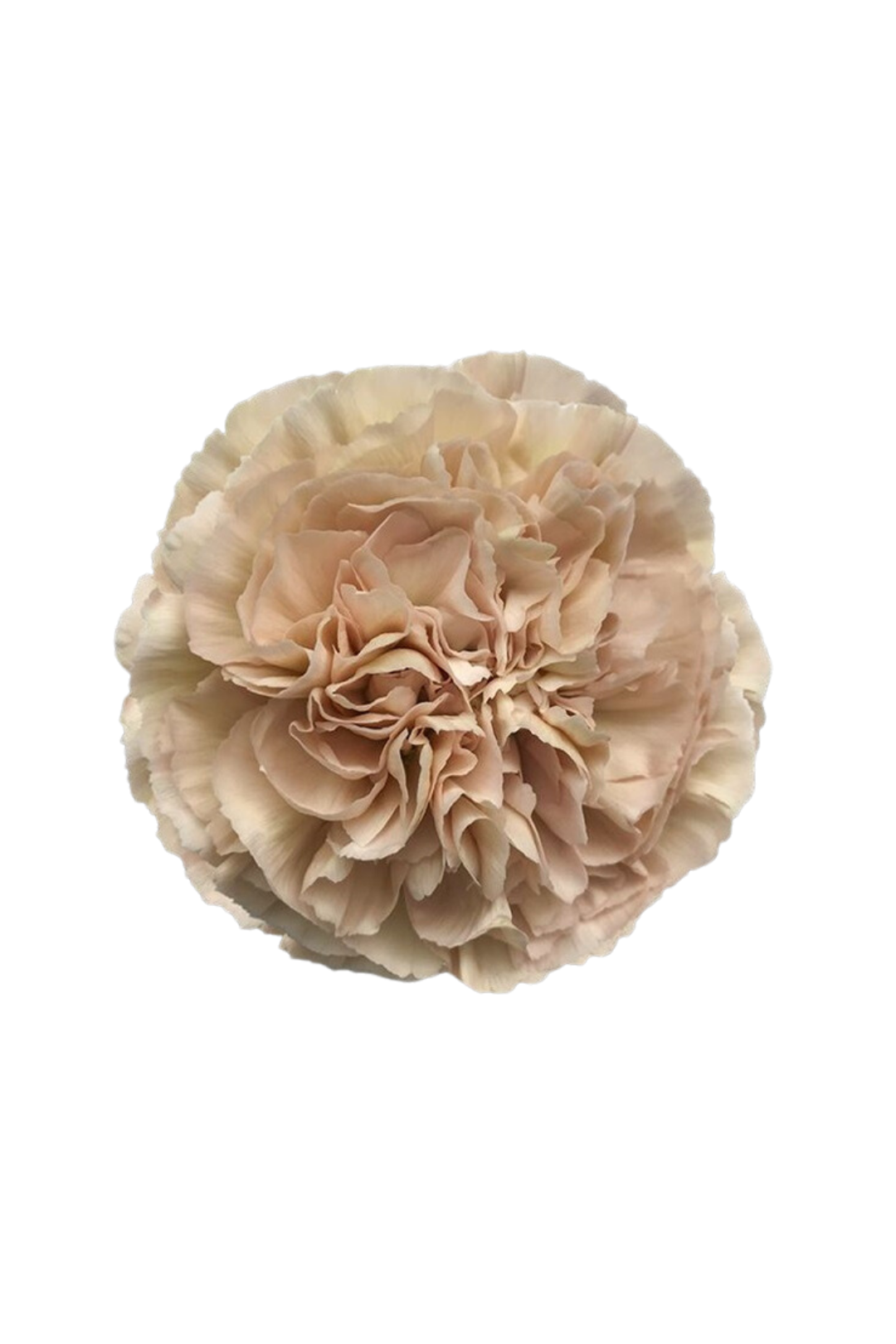 CARNATION, VINTAGE "LEGE MARRONE" - Image 2
