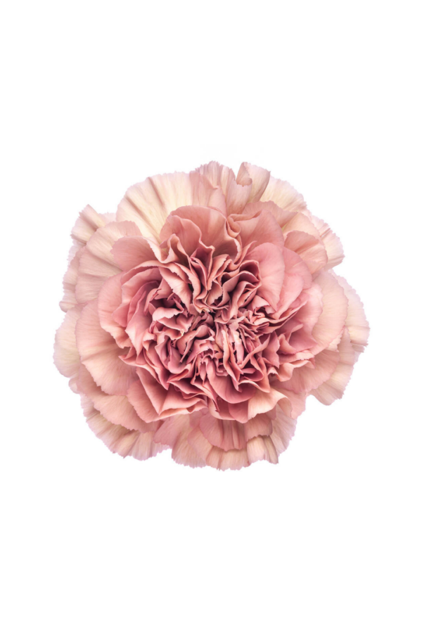 CARNATION, VINTAGE "LEGE PINK" - Image 2