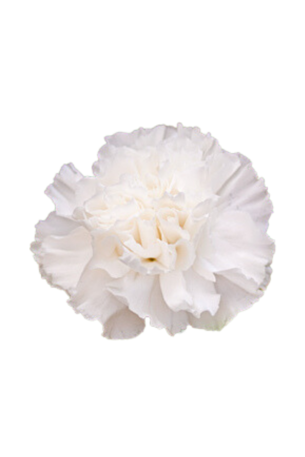 CARNATION, FANCY - WHITE - Image 2