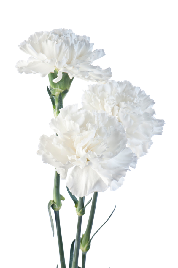 CARNATION, FANCY - WHITE - Image 3