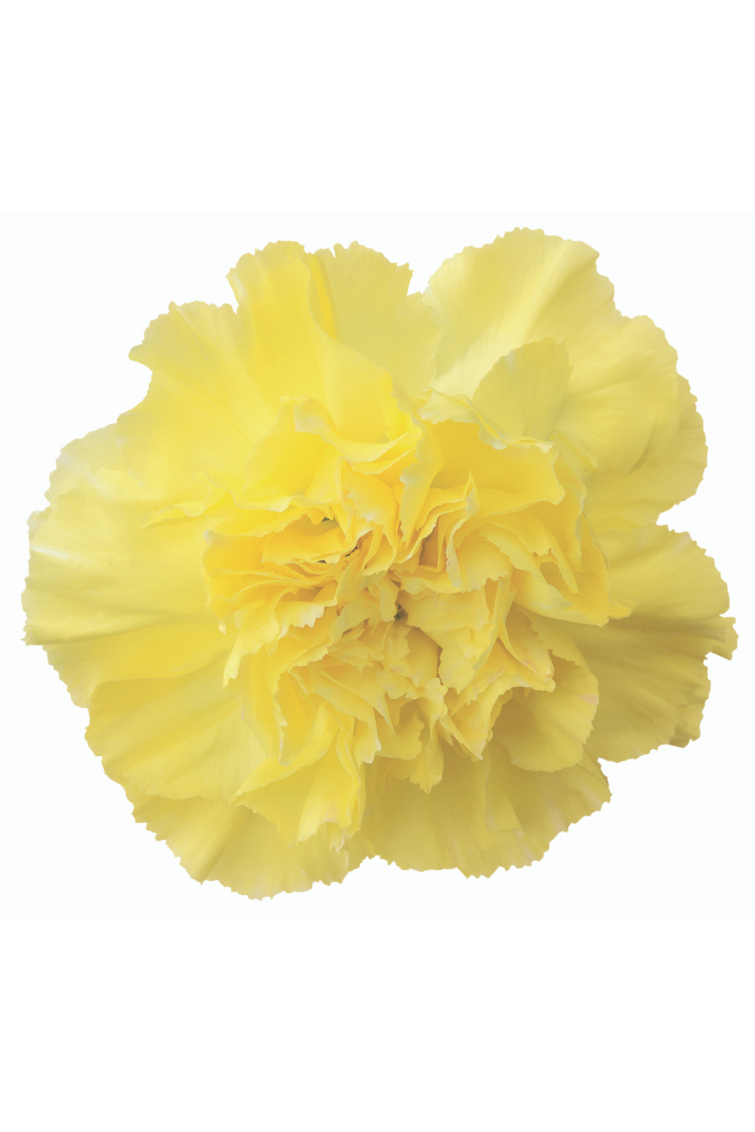 CARNATION, FANCY - YELLOW - Image 2