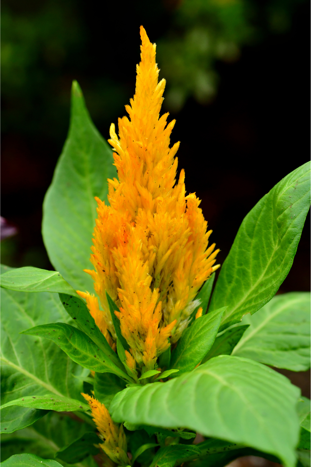 2" CELOSIA - Image 2