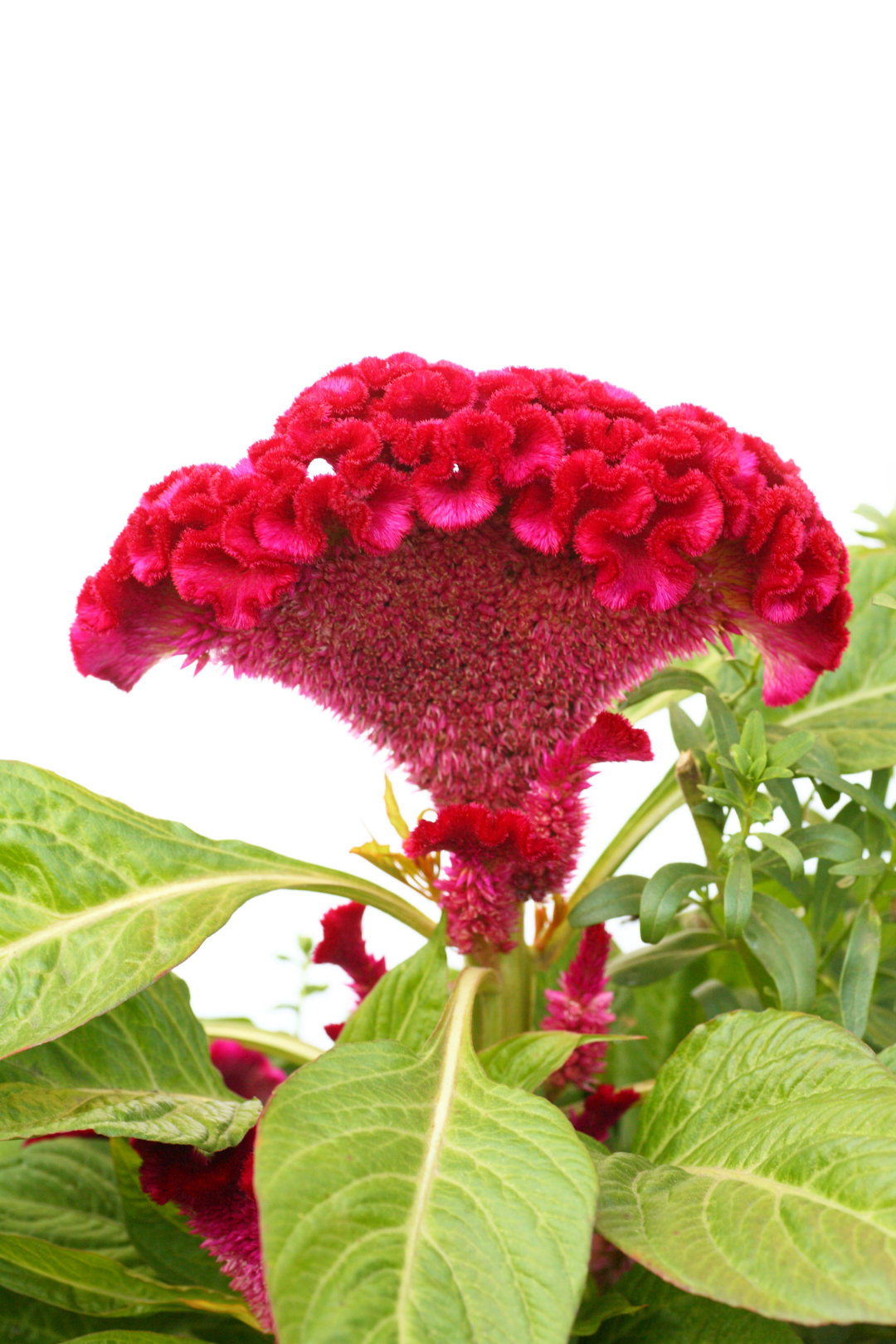 2" CELOSIA - Image 3