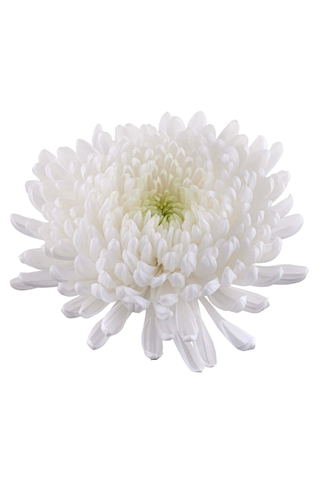 MUM, CREMON - WHITE - Image 2