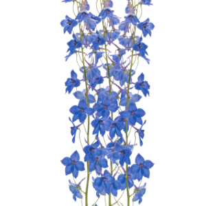 DELPHINIUM, BELLADONNA DARK BLUE