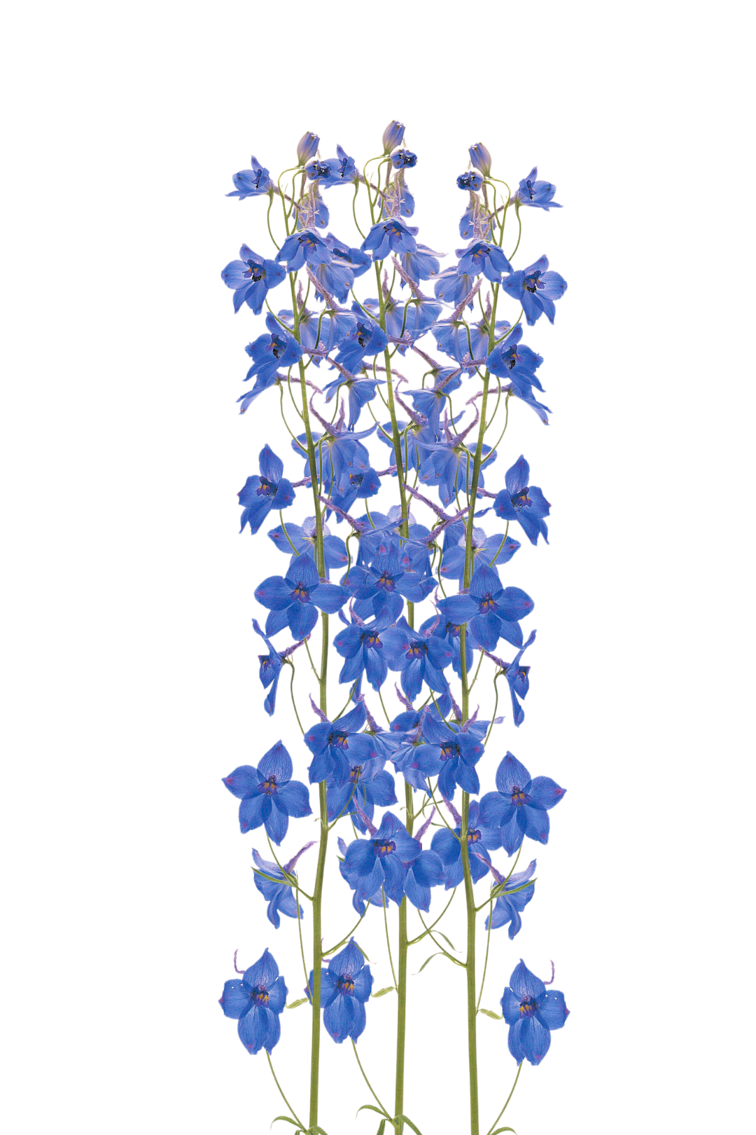 DELPHINIUM, BELLADONNA DARK BLUE