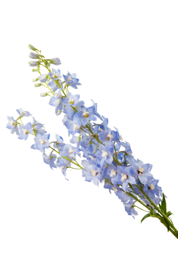 DELPHINIUM, BELLADONNA LIGHT BLUE