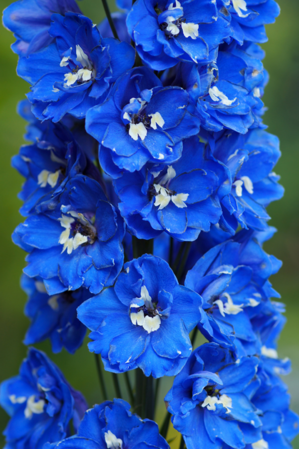 DELPHINIUM, WALTZ - DARK BLUE - Image 3