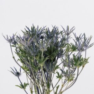 ERYNGIUM