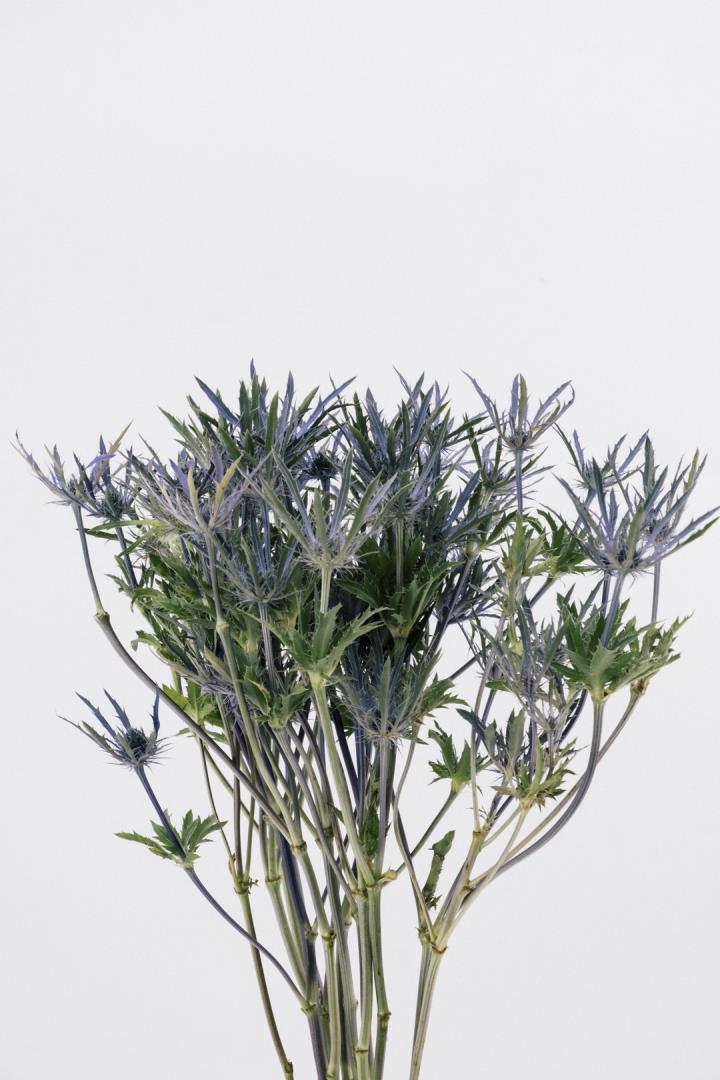 ERYNGIUM