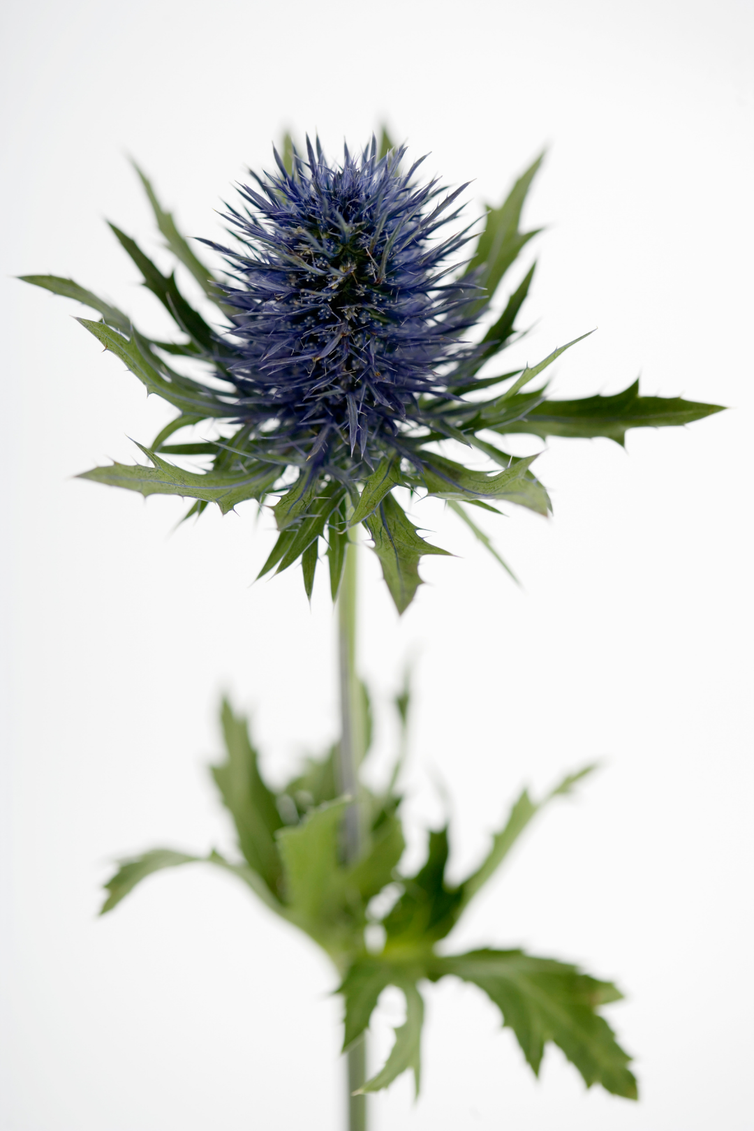 ERYNGIUM - Image 2