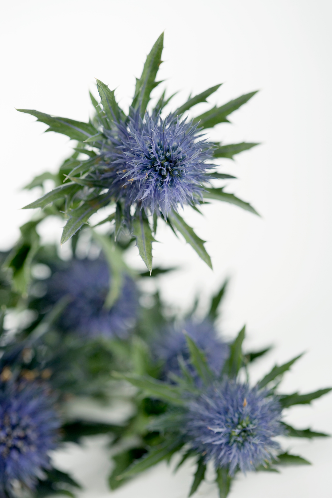 ERYNGIUM - Image 3