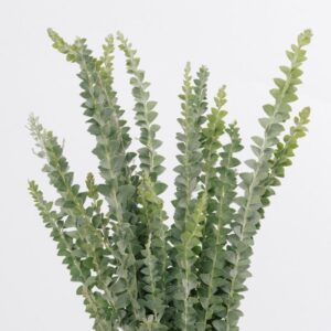 EUCALYPTUS, BABY BLUE