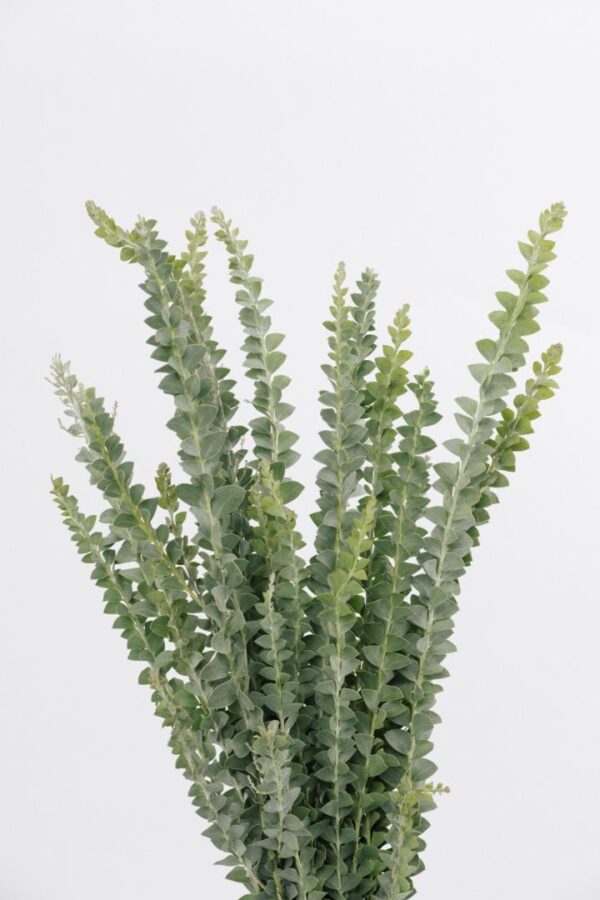 EUCALYPTUS, BABY BLUE