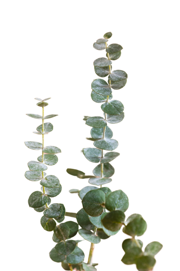 EUCALYPTUS, BABY BLUE - Image 2
