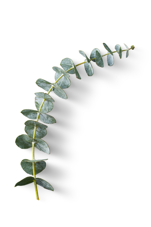 EUCALYPTUS, BABY BLUE - Image 3