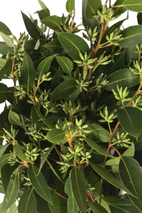 EUCALYPTUS, BIG STAR SEEDED
