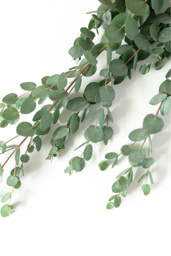 EUCALYPTUS, GUNNI