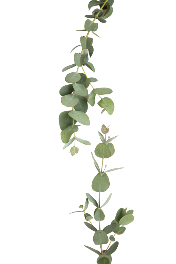 EUCALYPTUS, GUNNI - Image 2