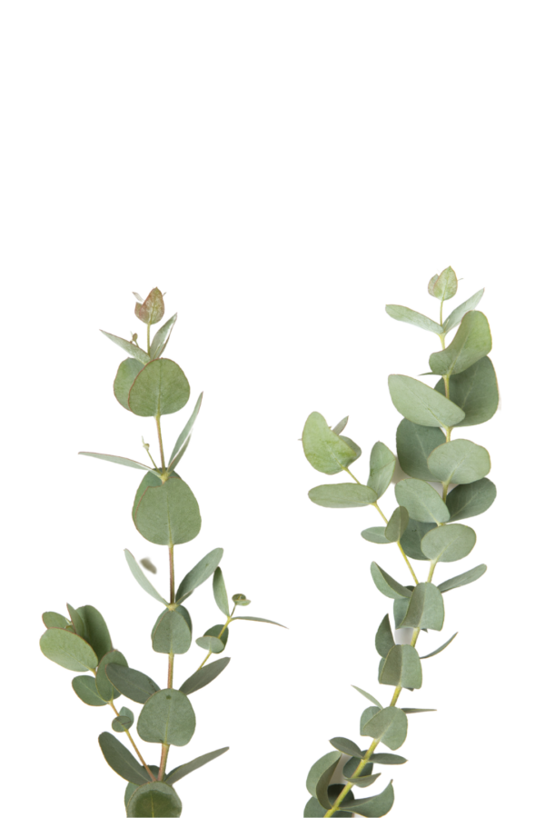 EUCALYPTUS, GUNNI - Image 3