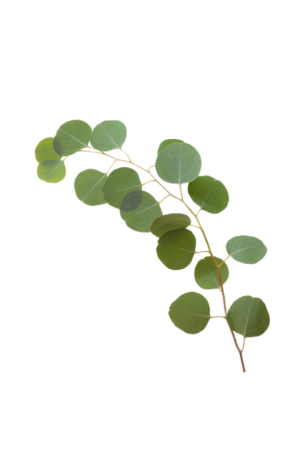 EUCALYPTUS, SILVER DOLLAR