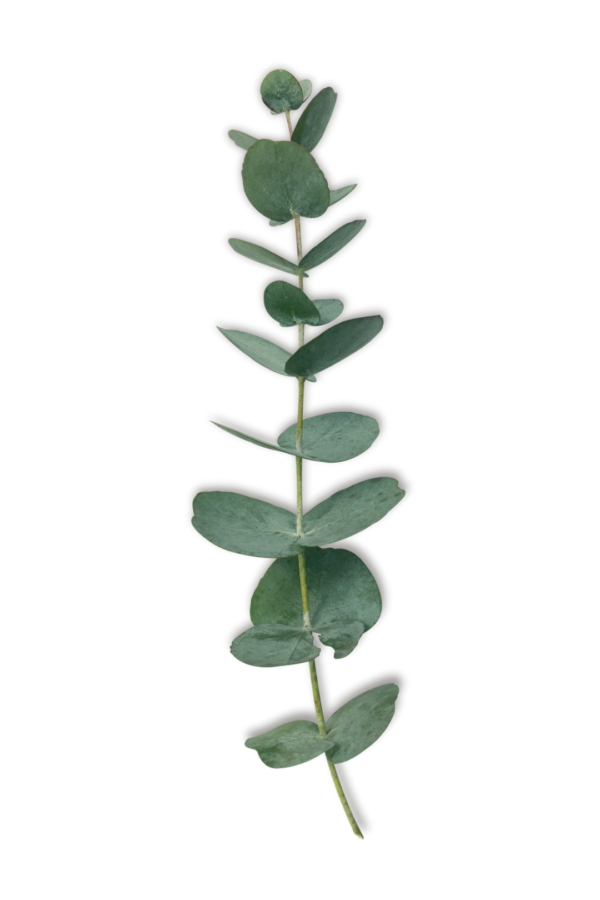 EUCALYPTUS, TRUE BLUE