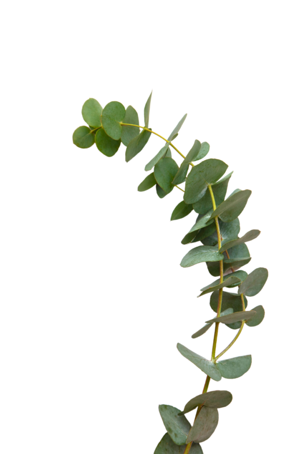 EUCALYPTUS, TRUE BLUE - Image 2