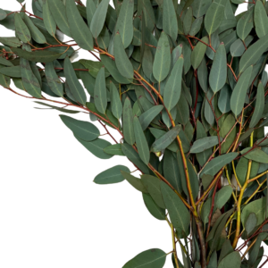EUCALYPTUS, WILLOW