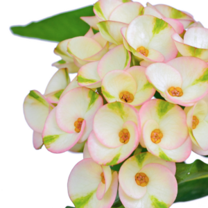 2" EUPHORBIA, MILII