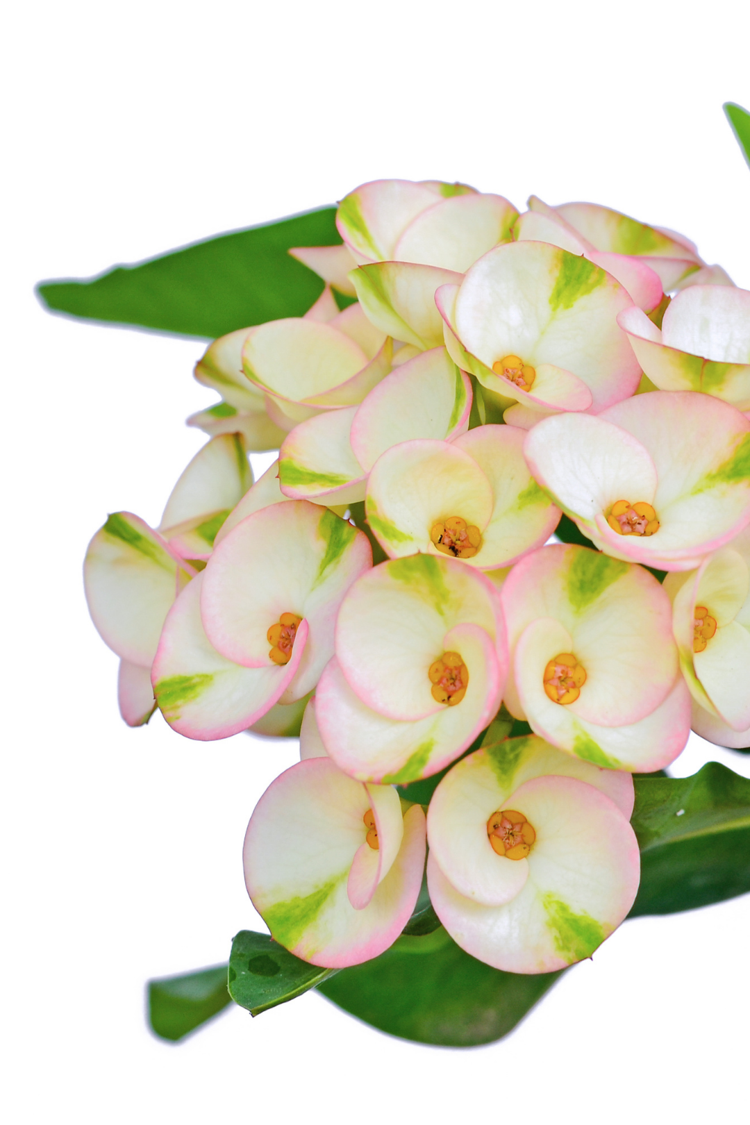 2" EUPHORBIA, MILII