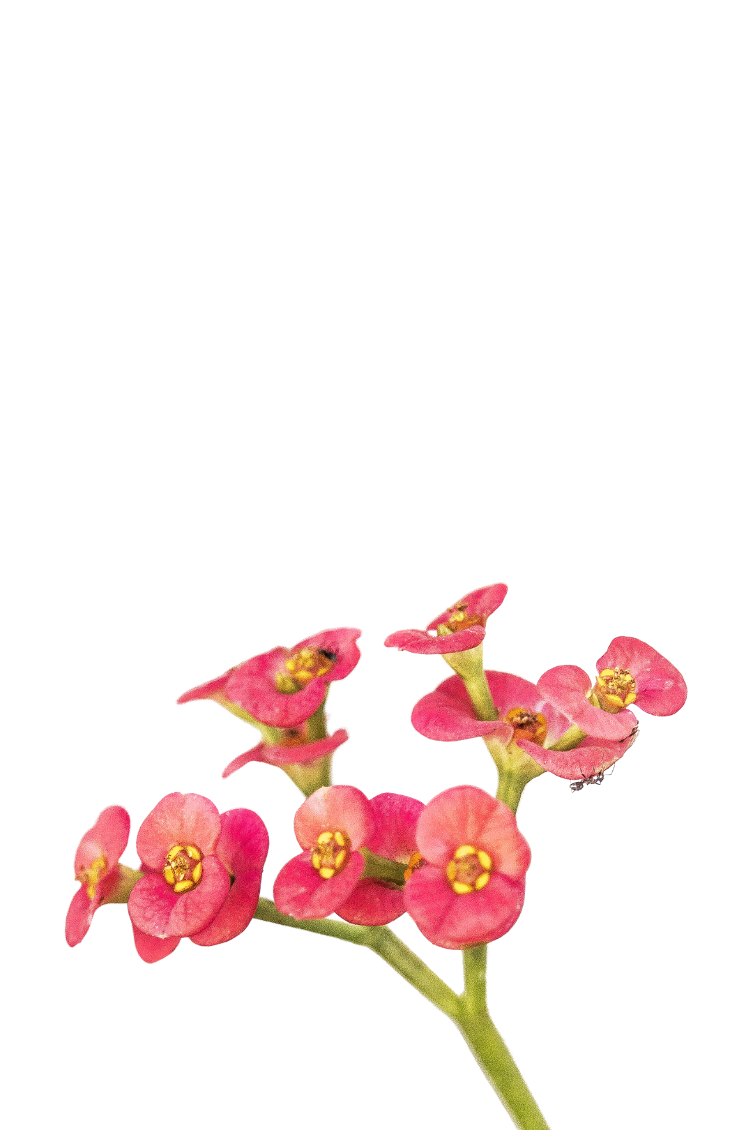 2" EUPHORBIA, MILII - Image 2