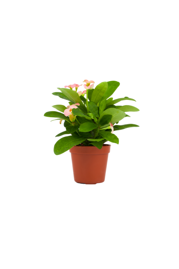 2" EUPHORBIA, MILII IN CLAY