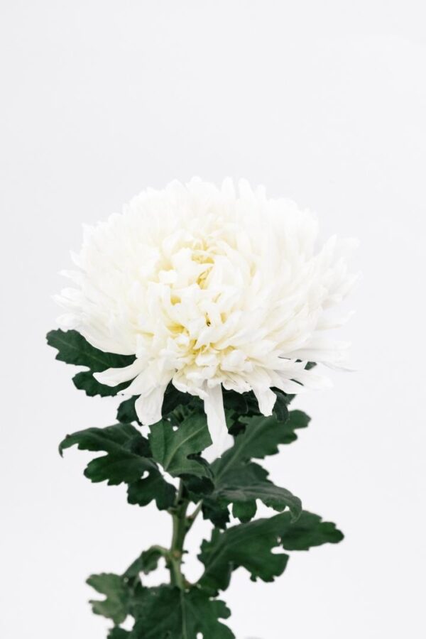 MUM, FOOTBALL - WHITE