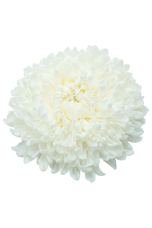 MUM, FOOTBALL - WHITE - Image 2