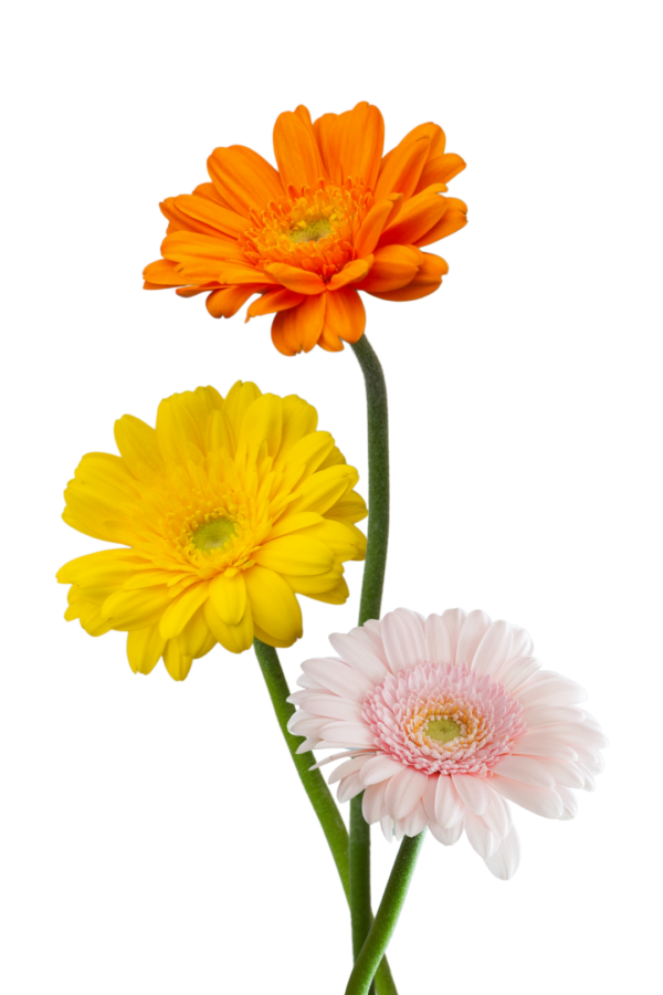 GERBERA, MINI (10 ST)