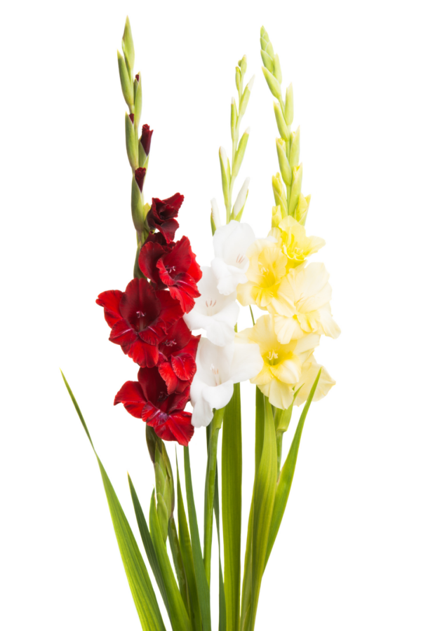 GLADIOLUS #2 (5 ST)