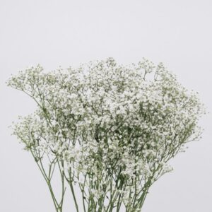 GYPSOPHILA, MILLION STARS